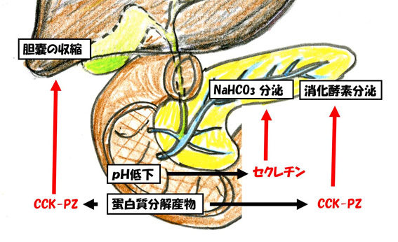 N教授の生理学講義ノート｜書籍・jmedmook|日本医事新報社